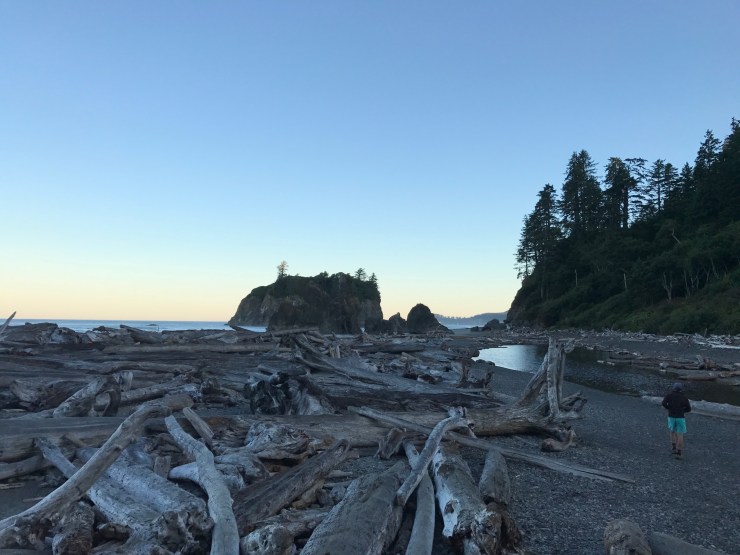 gs on beach with driftwood