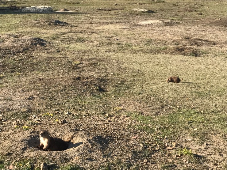 Prairie Dog town
